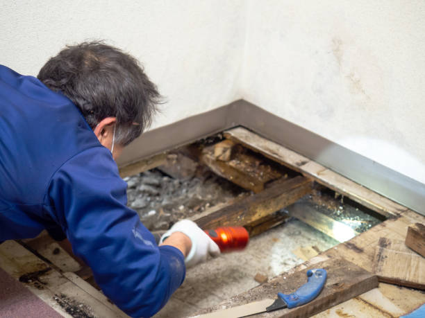 Attic Mold Removal in Hebron, IN